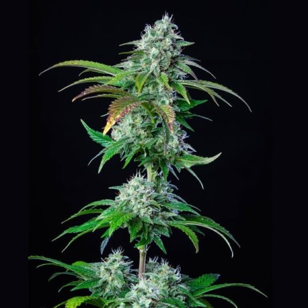 HulkBerry | Feminized  | Royal Queen Seeds