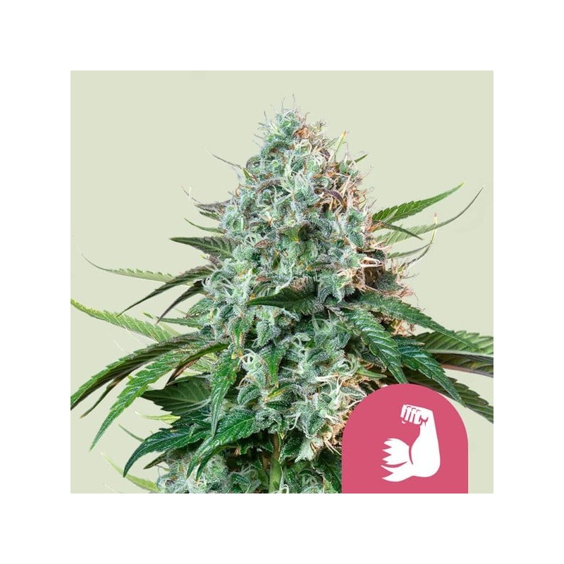 HulkBerry | Feminized  | Royal Queen Seeds