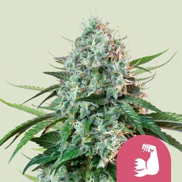 HulkBerry | Royal Queen Seeds | Feminized
