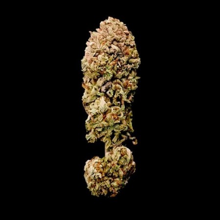 Legendary OG Punch | Feminized  | Royal Queen Seeds