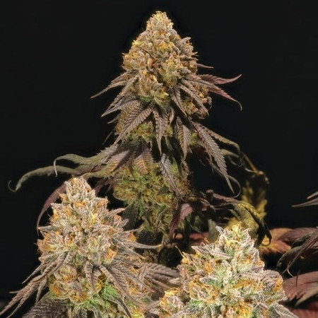 Legendary OG Punch | Feminized  | Royal Queen Seeds