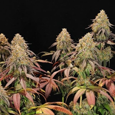 Legendary OG Punch | Feminized  | Royal Queen Seeds