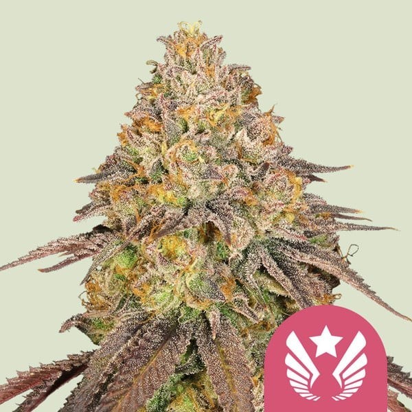 Legendary OG Punch | Royal Queen Seeds | Feminized