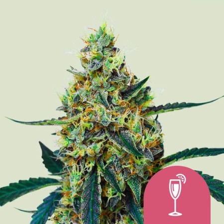 Mimosa | Feminized  | Royal Queen Seeds