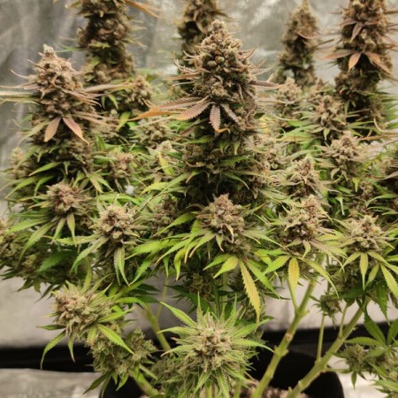 North Thunderfuck | Feminized  | Royal Queen Seeds