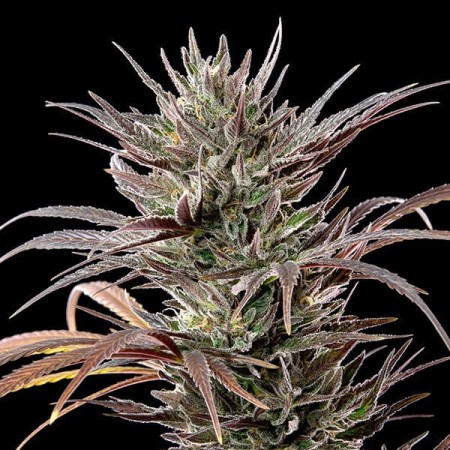 North Thunderfuck | Feminized  | Royal Queen Seeds
