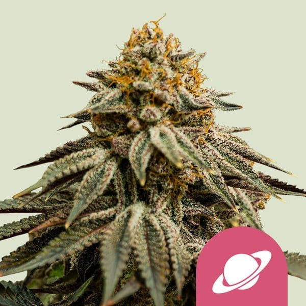 Royal Skywalker | Royal Queen Seeds | Feminized