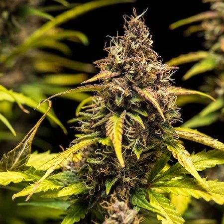 Do-Si-Dos | Autoflowering | Royal Queen Seeds