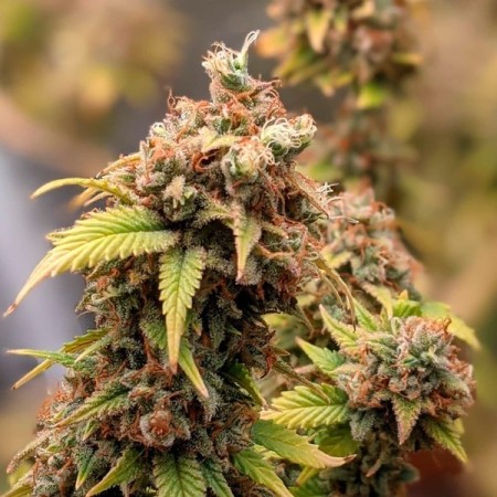 Shogun | Feminized  | Royal Queen Seeds