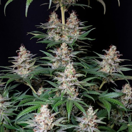 Shogun | Feminized  | Royal Queen Seeds