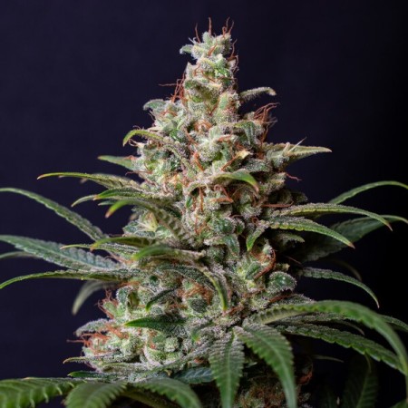 Shogun | Feminized  | Royal Queen Seeds