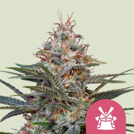 Shogun | Feminized  | Royal Queen Seeds