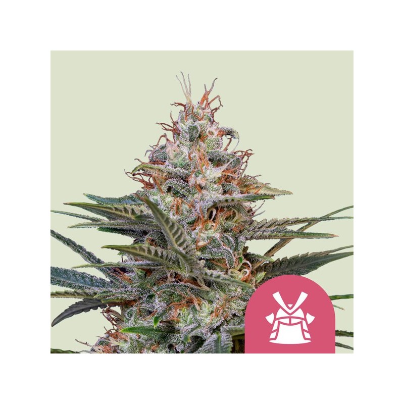 Shogun | Feminized  | Royal Queen Seeds