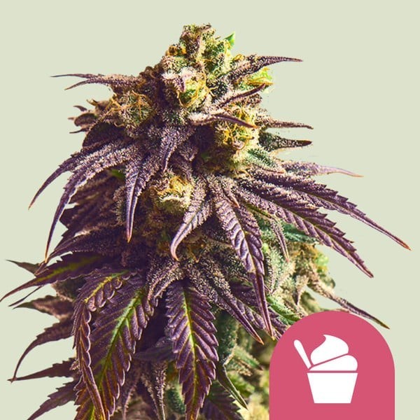 Sundae Driver | Royal Queen Seeds | Feminized