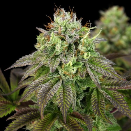 Triple G | Feminized  | Royal Queen Seeds
