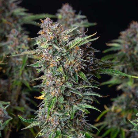 Do-Si-Dos | Autoflowering | Royal Queen Seeds