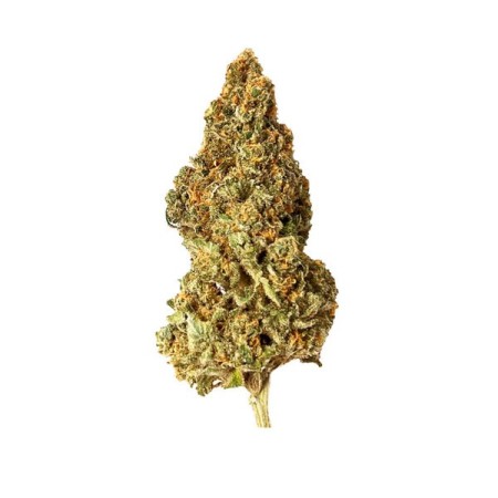 Watermelon | Feminized  | Royal Queen Seeds