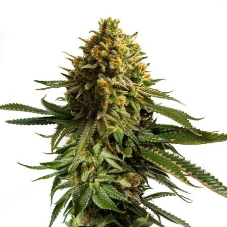 Wedding  Cake | Feminized  | Royal Queen Seeds