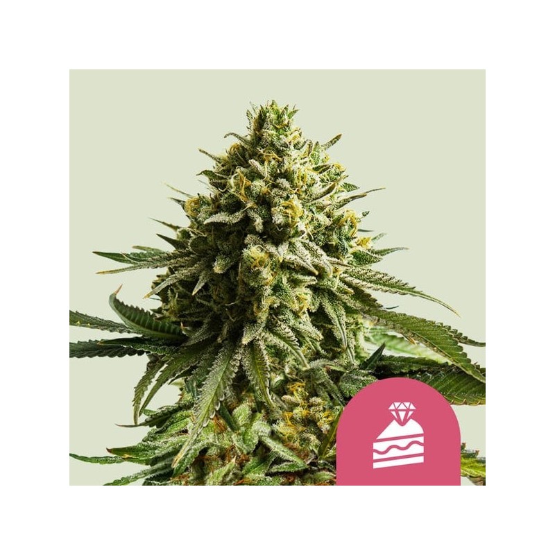 Wedding  Cake | Feminized  | Royal Queen Seeds