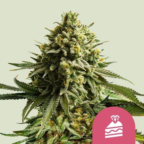 Wedding  Cake | Royal Queen Seeds | Feminized