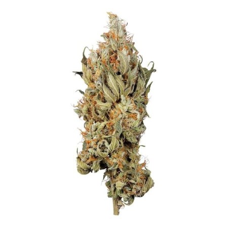 Fat Banana | Feminized  | Royal Queen Seeds