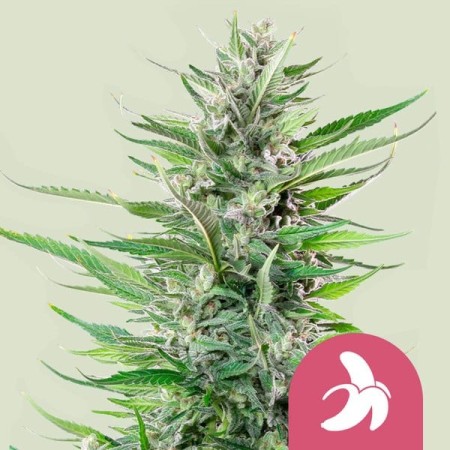 Fat Banana | Feminized  | Royal Queen Seeds