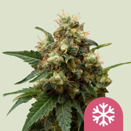 Ice | Feminized  | Royal Queen Seeds