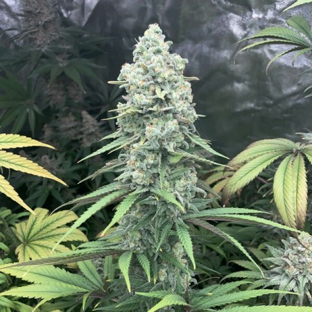 Purple Queen | Feminized  | Royal Queen Seeds