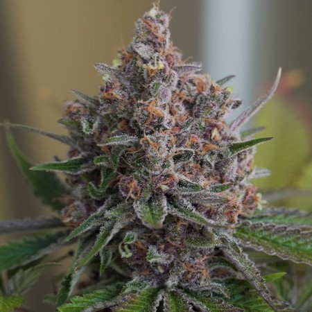 Purple Queen | Feminized  | Royal Queen Seeds