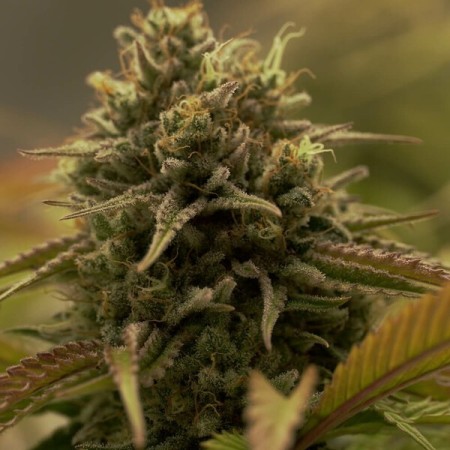 Purple Queen | Feminized  | Royal Queen Seeds