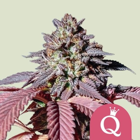 Purple Queen | Feminized  | Royal Queen Seeds