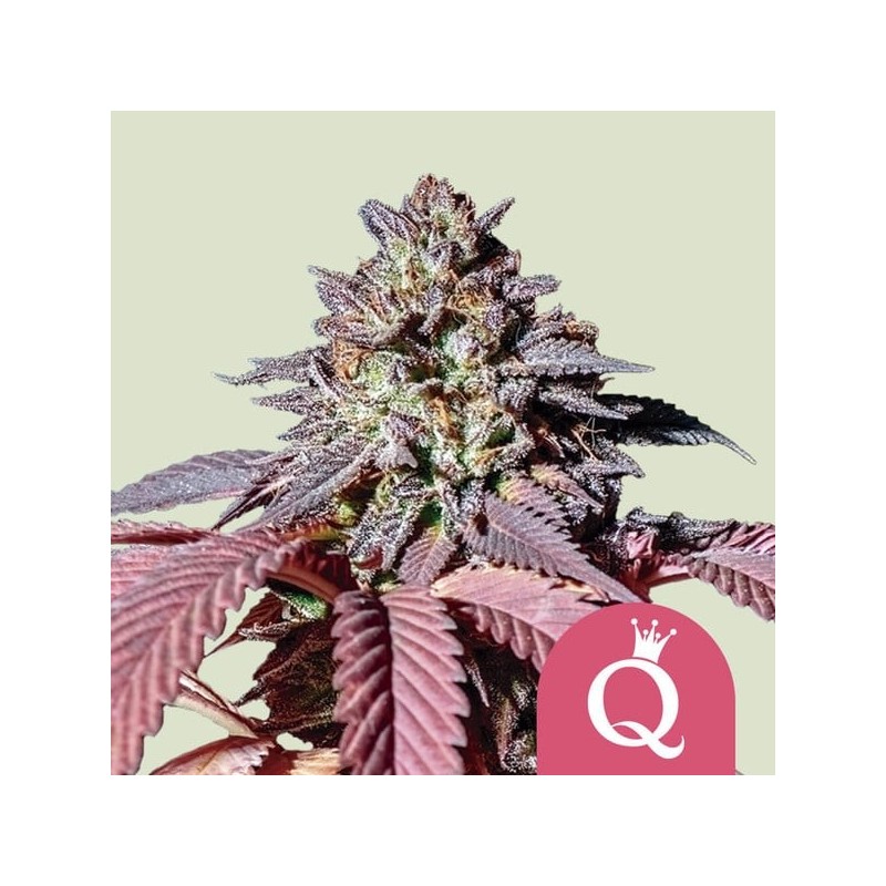 Purple Queen | Feminized  | Royal Queen Seeds