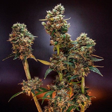 Dynamite Diesel | Tyson 2.0 | Feminized  | Royal Queen Seeds