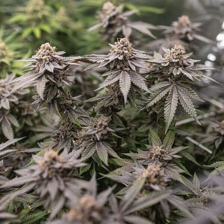 Dynamite Diesel | Tyson 2.0 | Feminized  | Royal Queen Seeds