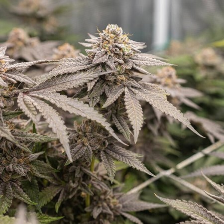 Dynamite Diesel | Tyson 2.0 | Feminized  | Royal Queen Seeds