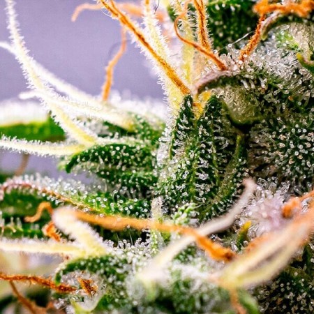 Dynamite Diesel | Tyson 2.0 | Feminized  | Royal Queen Seeds