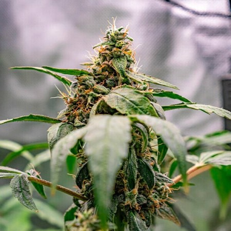 Dynamite Diesel | Tyson 2.0 | Feminized  | Royal Queen Seeds