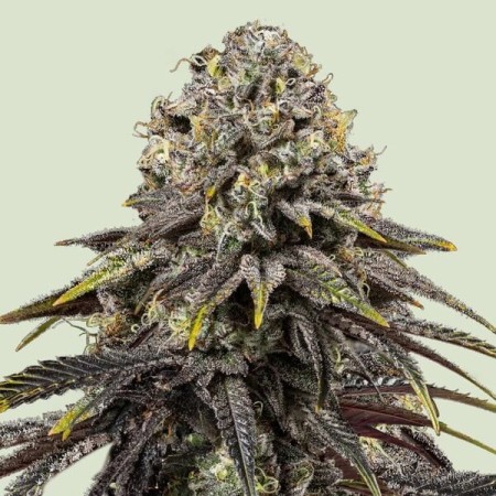 Dynamite Diesel | Tyson 2.0 | Feminized  | Royal Queen Seeds