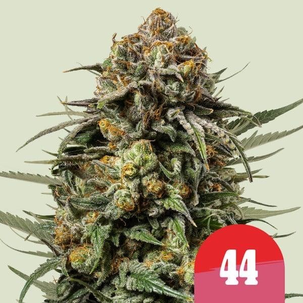 Gelato 44 | Tyson 2.0 | Royal Queen Seeds | Feminized