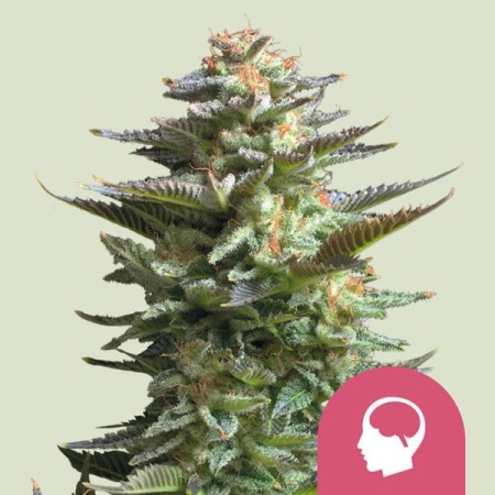 Amnesia Haze | Feminized  | Royal Queen Seeds
