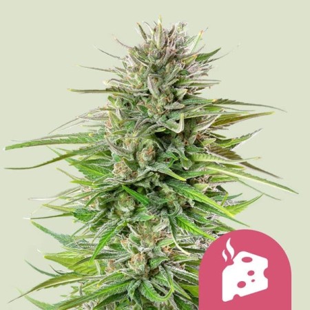 Blue Cheese| Feminized  | Royal Queen Seeds