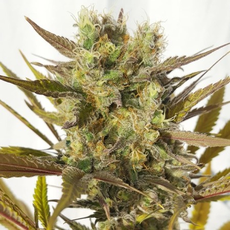Blue Mystic | Feminized | Royal Queen Seeds Blue Mystic | Feminized | Royal Queen Seeds