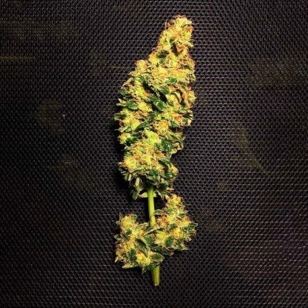Blue Mystic | Feminized | Royal Queen Seeds Blue Mystic | Feminized | Royal Queen Seeds