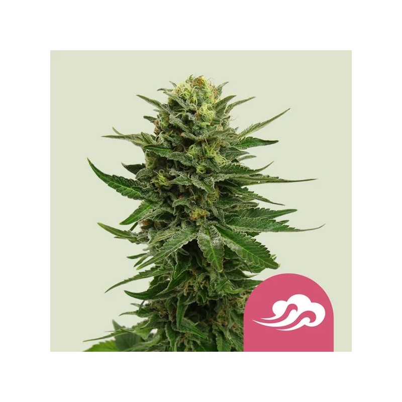 Blue Mystic | Feminized | Royal Queen Seeds Blue Mystic | Feminized | Royal Queen Seeds