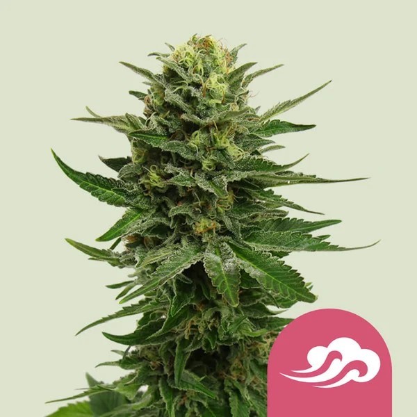 Blue Mystic | Royal Queen Seeds | Feminized