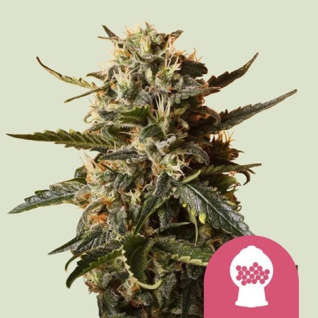 Bubblegum XL | Feminized  | Royal Queen Seeds