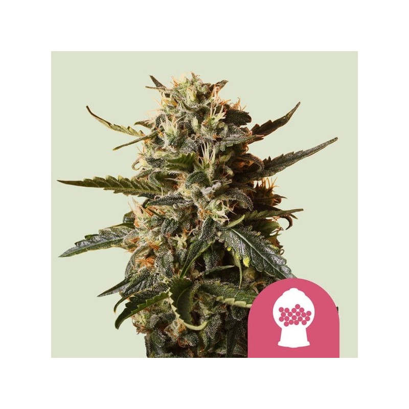 Candy Kush Express | Feminized  | Royal Queen Seeds
