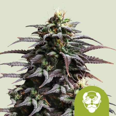 Granddaddy Purple | Autoflowering | Royal Queen Seeds