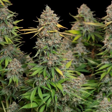 Chocolate Haze | Feminized  | Royal Queen Seeds