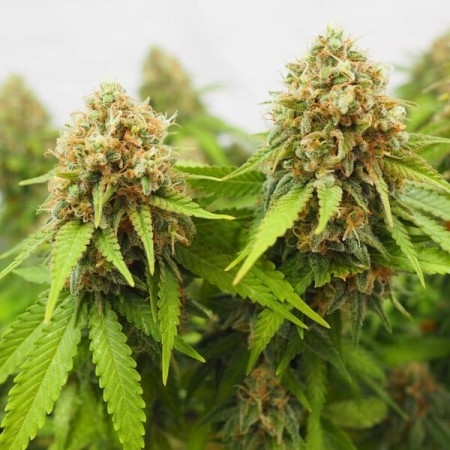 Critical | Feminized  | Royal Queen Seeds